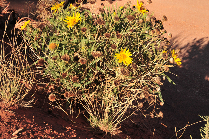 Badlands Mule-ears is a perennial native that has large showy daisy-like flowers; 4 inches (10 cm) wide. Scabrethia scabra